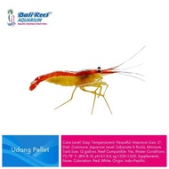 Terlaris Ikan Hias Air Laut Udang Pelet