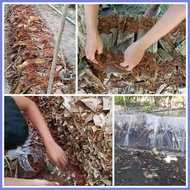 [COD]  kabuteng saging/mushrooms seeds