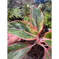 Red Siam Aglaonema Live Plant
