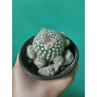 Cactus plant live Medium sizes