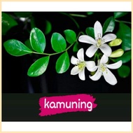 Orange Jasmine Kamuning sweet smelling fragrant live plant ㍿ ∈