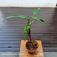 Monstera Burle Marx Flame - Aroid Live Indoor Plant Pokok Tanaman Hiasan