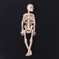 Skeleton Human Model Skull Full Body Figure Toy Phone Hanger