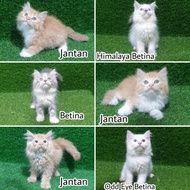 jual Kitten Persia Flatnose 2.5 bulan Lucu anak kucing anggora angora