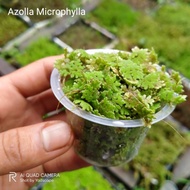 Azolla microphylla, solid per cup, floating plant in aquascape/paludarium