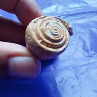 FOSIL KEONG MINI ZAMAN PURBA