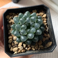 多肉植物 十二卷 冰燈