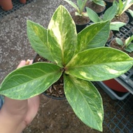 ANTHURIUM JEMANI MANGKOK VARIEGATA - ARKATAMA SHOP5