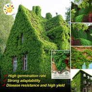 ชุดพร้อมปลูก ต้นไม้เลื้อย บอสตันไอวี่ (boston ivy/ creepers)Climbing Plant ไม้เลื้อย ต้นไม้มงคล ต้นไ