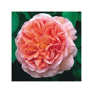Ownroot English Rose ID Abraham Darby AD