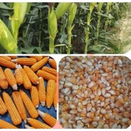 HYBRID CORN HYBRID CORN SEEDS DEKALB/PIONEER (1Kilo) FEEDS CORN (BINHI) 1KILO DEKALB/PIONEER