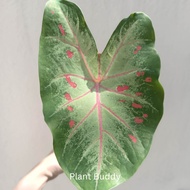 🔥Hot Product🔥 PHET PHI RUN Caladium/Anak Pokok Phet Phi Run Thai Daun Keladi