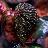 Begonia Daunhitam [SUPER RARE Plant]