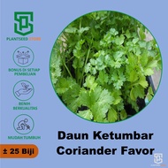 PlantSeed - 25 Benih Herb Coriander Daun Ketumbar Favor Bibit Sayuran Herba