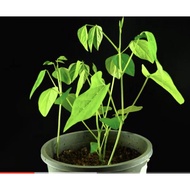 Anak Pokok Kacang Botol / Kacang Botor / Wing Bean Sapling