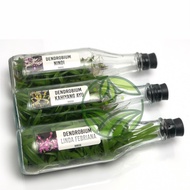 Anggrek Dendrobium Botolan Bibit Anggrek Botol Anggrek Botolan Bibit Anggrek Dendrobium Melintir Ker