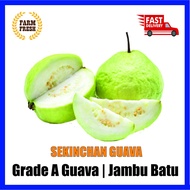 Sekinchan Jambu Batu Gred A [ 400-500g/pcs ] Guava Grade A | 番石榴 | Healthy Food 【FRESH FROM LOCAL FA