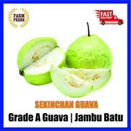 Sekinchan Jambu Batu Gred A [ 400-500g/pcs ] Guava Grade A | 番石榴 | Healthy Food 【FRESH FROM LOCAL FA