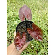 Caladium/Keladi Darkchoco