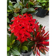 Ixora dalam polybag / Jejarum / Siantan / Pokok Landscape