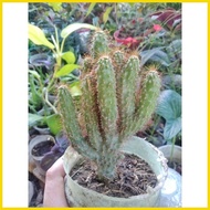 ృ ◉ ✦ Cactus / Cacti - Live Plant