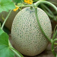 Honeydew melon seed / Rock Melon Seed/ bijih benih tembikai susu jepun / 日本爆甜网纹哈密瓜種子