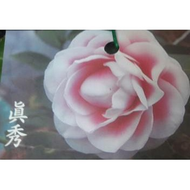 一禪種苗園-花瓣微波浪極為優雅的花型<真秀/馬可波羅>茶花苗-3吋盆/柔粉有白邊/花可觀賞/庭園樹/插花/胸花/切花素材