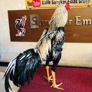 fertil ! telur ayam bangkok birma fertil asli untuk ditetaskan .