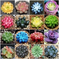 Mixed Rare Succulent Seeds for Sale (Approximately 70 seeds per package) Bonsai Flower Seeds for Garden Decor Ornamental