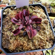 Dionaea Muscipula "Pink Venus" Venus Flytrap Carnivorous Plant