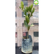 Bonsai - Garcinia Subelliptica Happiness Tree 福木幸福树 For HOME/OFFICE decoration