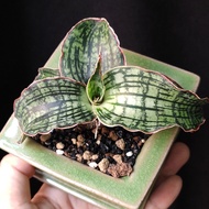 肥短靚葉) 埃及妖后虎尾蘭   精選靚葉 母株Sansevieria Cleopetra Snake plant 易種 耐陰  多肉植物 連盆 盆栽 Potted Snake Plant 新手  耐養