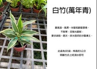 心栽花坊-白竹/萬年青/開運竹/3吋/室內植物/觀葉植物/綠化植物/售價50特價40