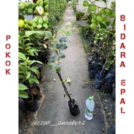 Pokok Bidara epal ( HYBRID) / Pokok Bidara murah / Buah Bidara Murah