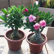 Double-Petaled Desert Rose Potted Plant Four Seasons Blossoming Good Raising Old Pile Indoor Multico