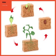 [Predolo] Life Cycle of A Green Plant. Life Cycle of A Plant. Montessori Figures And Girls.