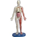 SmartLab Toys Squishy Human Body