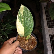 Diskon Monstera Karstenianum Varigata