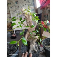 bonsai kimeng bonggolan subur murah +pot