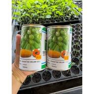 20g Biji Benih Papaya HOLLAND GOLD / Betik Holland Gold Seedline Vegetable Seeds / Betik Madu / Betik Manis
