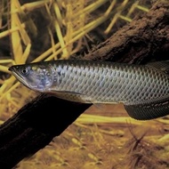 INSTAN IKAN HIAS IKAN JARDINI ARWANA BATIK BIG SIZE LARIS