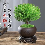 花茶木居小叶赤楠老桩盆景苗植物花卉微景观水培办公室内好养四季常青盆栽 小叶赤楠+舍得盆+黑沙石+底座 1套装