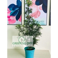 Podocarpus Macrophyllus Live Plant Pokok Bonsai Landscape 罗汉松尖叶 Buddhist Pine