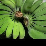 pisang kepok untuk kripik
