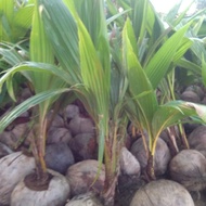 Anak pokok Kelapa Tacunan