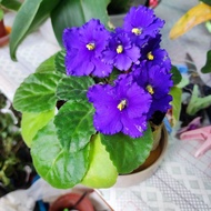非洲紫羅蘭盆栽，附贈包裝