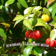 Bibit Buah Dewandaru atau Cermai Merah