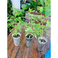 Selasih Kemangi/Thai Basil