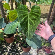 Philodendron Splendid by LS Group