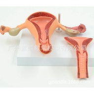 Model Change Human Body MALE